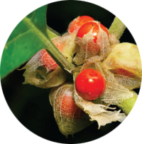 Ashwagandha KSM-66