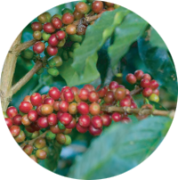 Coffee Fruit (Cascara)