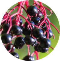 Elderberry