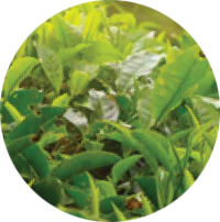 Guayusa Leaf Extract