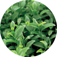 EGCG - Green Tea Extract
